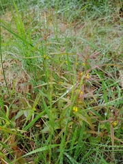 Melampyrum sylvaticum