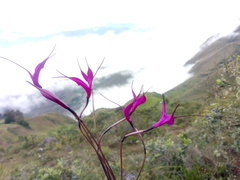 Masdevallia amabilis