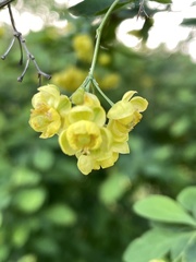 Berberis × ottawensis