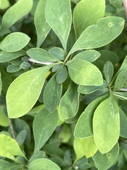 Berberis × ottawensis