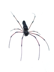 Nephila kuhli