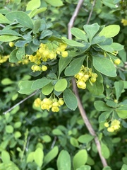 Berberis × ottawensis