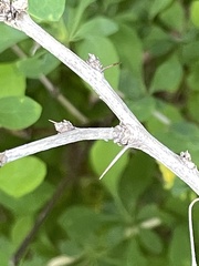 Berberis × ottawensis