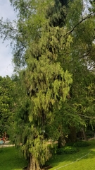 Cupressus pendula