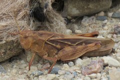 Pardalophora apiculata