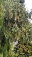 Cupressus pendula