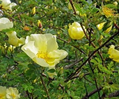Rosa cantabrigiensis