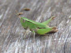 Acrididae