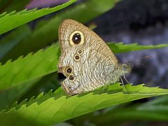 Ypthima baldus newboldi