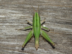 Acrididae