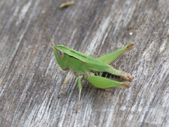 Acrididae