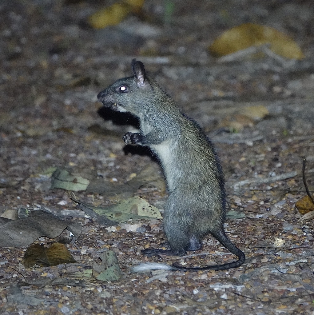 Black-footed Tree Rat in May 2022 by kingbrown87 · iNaturalist