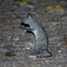 Black-footed Tree Rat - Photo (c) kingbrown87, some rights reserved (CC BY-NC)