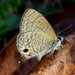 Common Line Blue - Photo (c) big-simonchan, some rights reserved (CC BY-NC), uploaded by big-simonchan