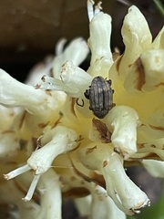 Valgus canaliculatus