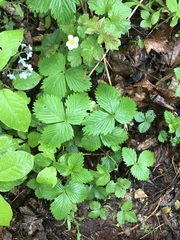 Fragaria vesca vesca