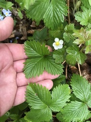 Fragaria vesca vesca