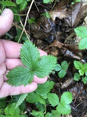Fragaria vesca vesca