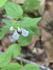 Scutellaria nervosa