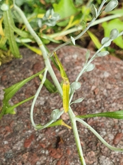Lepidium sativum