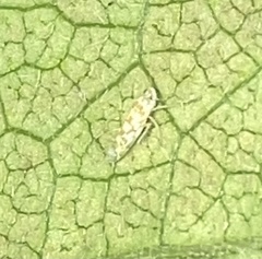 Protalebra nexa