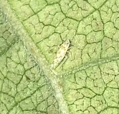 Protalebra nexa