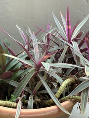 Tradescantia spathacea