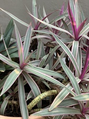 Tradescantia spathacea