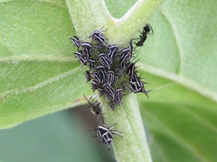Membracidae