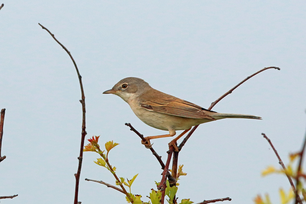 Foto de Common Whitethroat