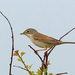 Western Common Whitethroat - Photo (c) Nigel Voaden, some rights reserved (CC BY)