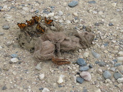 Pardalophora apiculata