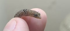 Sphaerodactylus grandisquamis
