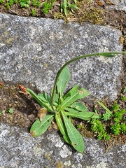 Pilosella piloselloides