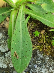 Pilosella piloselloides