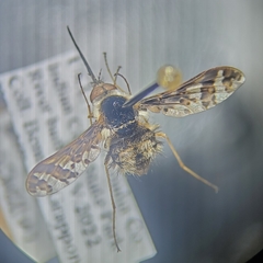 Bombylius pulchellus