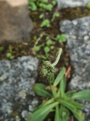 Pilosella piloselloides