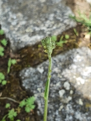 Pilosella piloselloides
