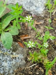 Arenaria serpyllifolia