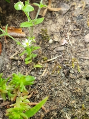 Arenaria serpyllifolia
