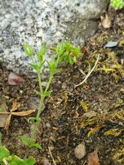 Arenaria serpyllifolia