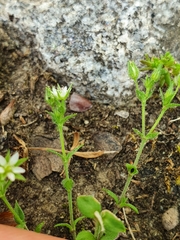 Arenaria serpyllifolia