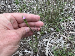 Rostellularia adscendens adscendens