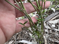 Rostellularia adscendens adscendens