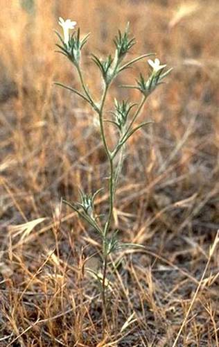 Brandegee's woollystar (Eriastrum brandegeeae)