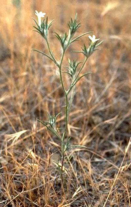 Eriastrum brandegeeae