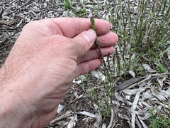 Rostellularia adscendens adscendens