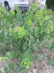 Baptisia perfoliata
