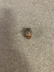 Podontia quatuordecimpunctata