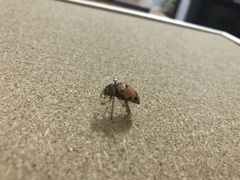 Podontia quatuordecimpunctata